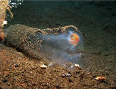 Pelagic Tunicate