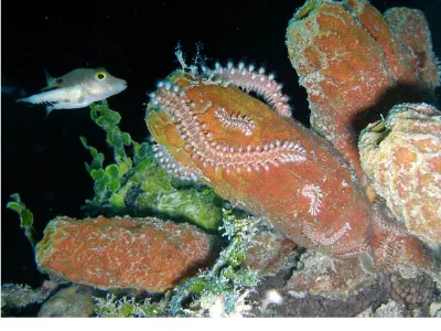 Fireworm Family