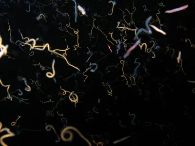 Worms During the Spawn