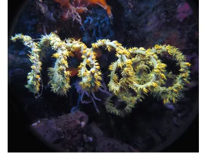 Spiral Whip Coral