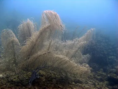 Soft Corals