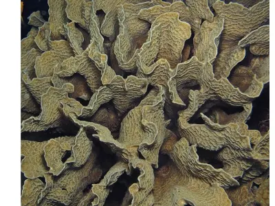 Lettuce Coral