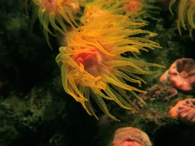 Orange Cup Coral