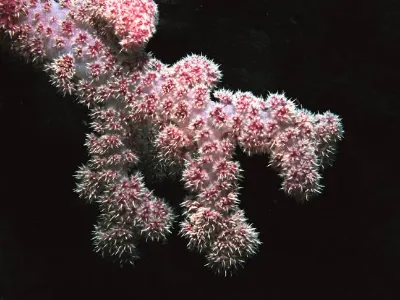 Coral