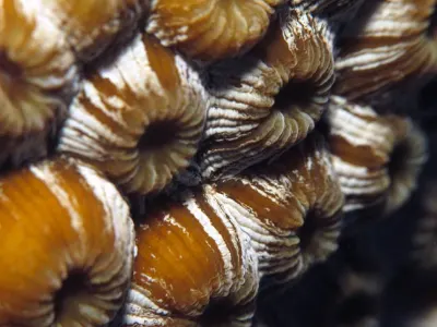 Coral Polyps