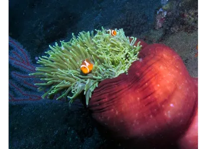 Anemone Underside in Red