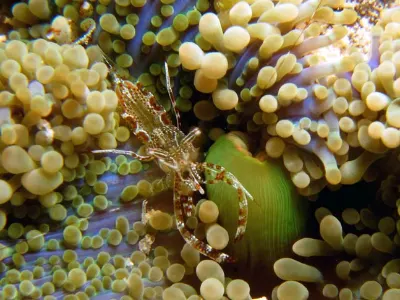 Shrimp on Mushroom Anemone