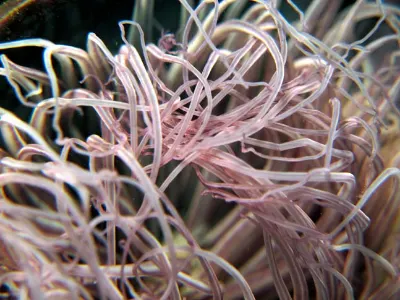 Tube Anemone