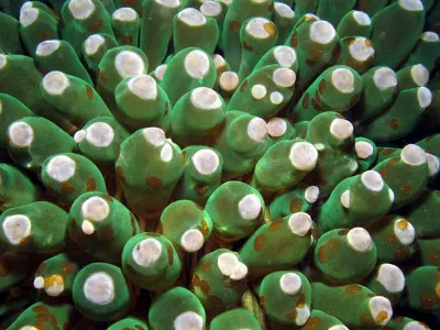 Green Anemone