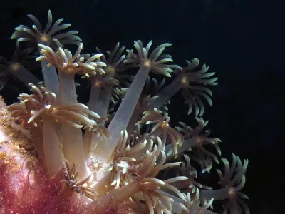 Anemone Feeding