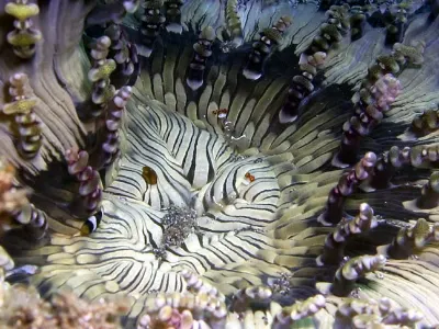 Mouth of the Anemone