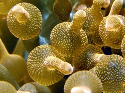 Bubble Tip Anemone