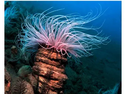 Tube Anemone