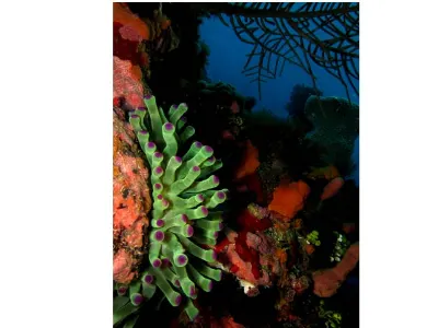 Anemone Scene