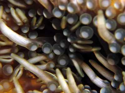 Branching Anemone