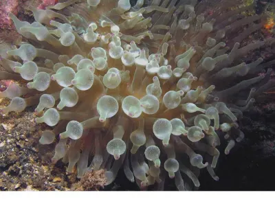 Bubble Tip Anemone