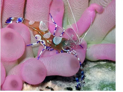 Spotted Shrimp on Anemone