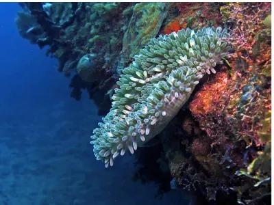 Mushroom Anemone