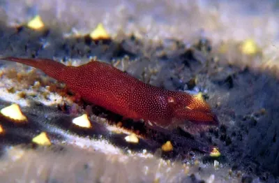 Starfish Shrimp