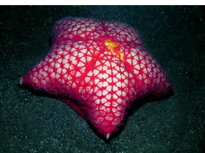 Cushion Starrfish