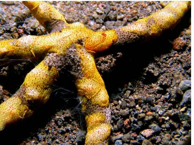Encrusted Starfish