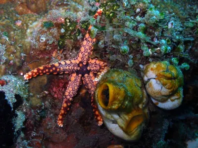 Starfish and Tunicates