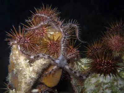 Brittle Star During Spawn