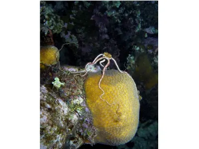 Brittle Star Spawn Activity