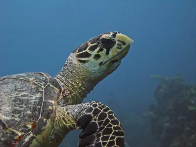 Hawksbill turtle swimming