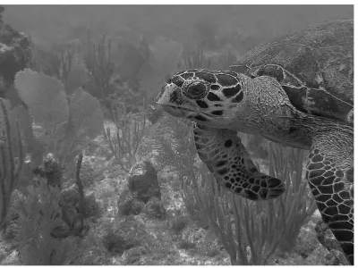 Sea turtle on the reef, in black and white