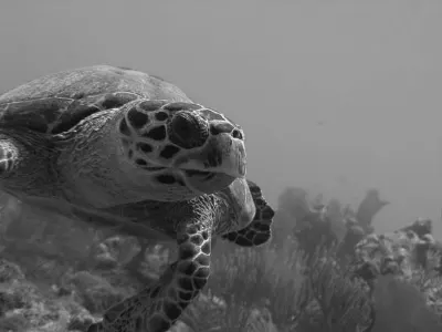 Sea turtle, in black and white