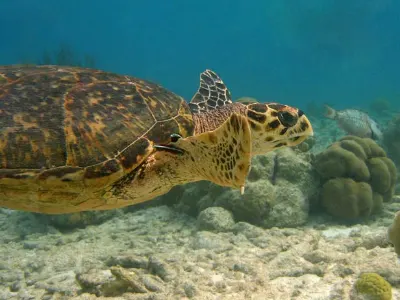 Sea turtle over the sand