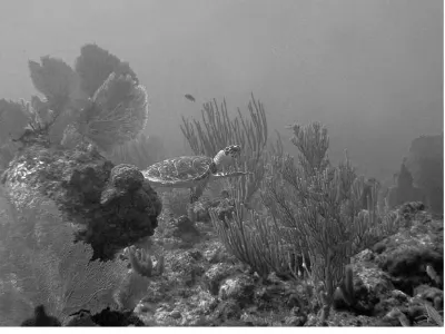 Reef scene with a turtle, in black and white