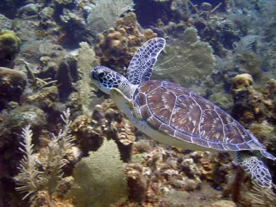 Sea turtle among the corals