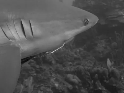 Shark, in black and white