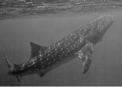 Whale shark