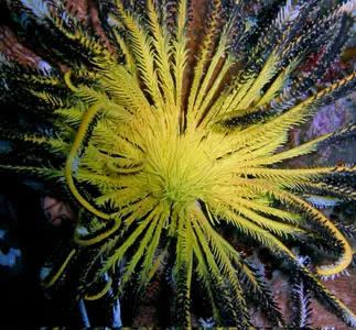 Crinoid feather star