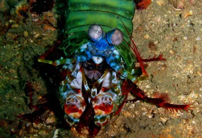 Mantis shrimp