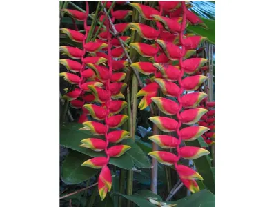 Flora