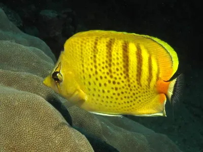 Butterfly Fish
