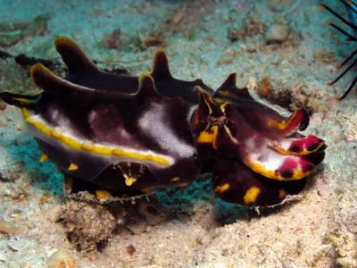 Flamboyant Cuttlefish