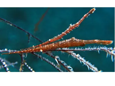 Tozeuma Shrimp Pair