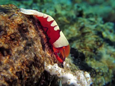 Emperor Shrimp