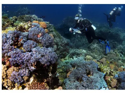 Coral Scene