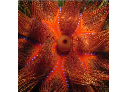 Fire Urchin Center