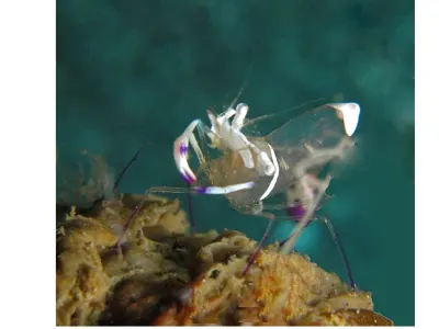 Shrimp