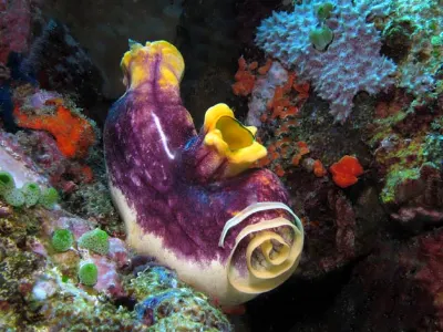 Nudibranch Eggs on Tunicate