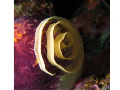 Close Up of Egg Spiral