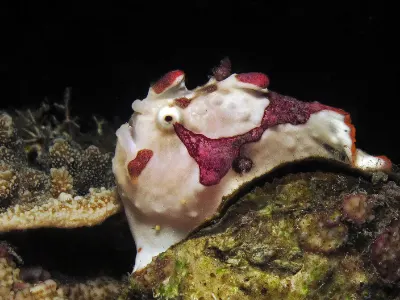Painted FFrogfish