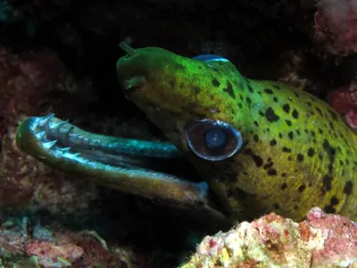 Fibriated Moray